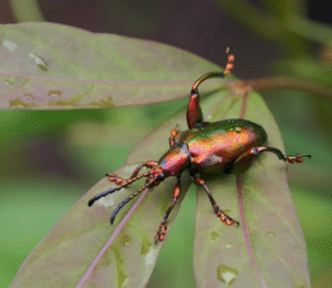 Chagas Disease